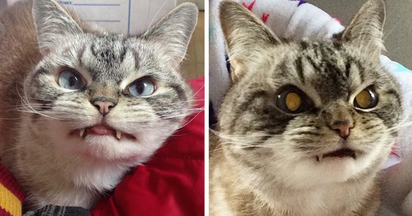 Αυτή η γάτα βαμπίρ έχει το πιο διαβολικό βλέμμα που έχετε δει ποτέ σε ζώο (Εικόνες)