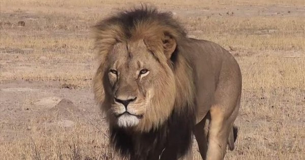 Πόσο κοστίζει να σκοτώσεις ένα λιοντάρι