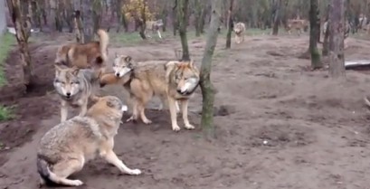 Μια αγέλη λύκων επιτίθεται στον λύκο “ωμέγα” (Βίντεο)