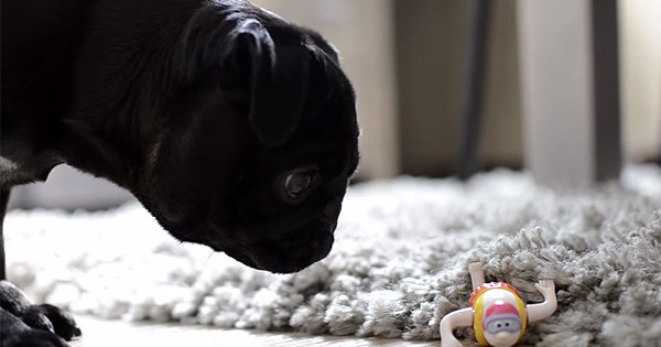 Γλυκύτατο pug βρίσκει ένα περίεργο παιχνίδι στο πάτωμα και η αντίδρασή της είναι απλά ξεκαρδιστική! (Βίντεο)
