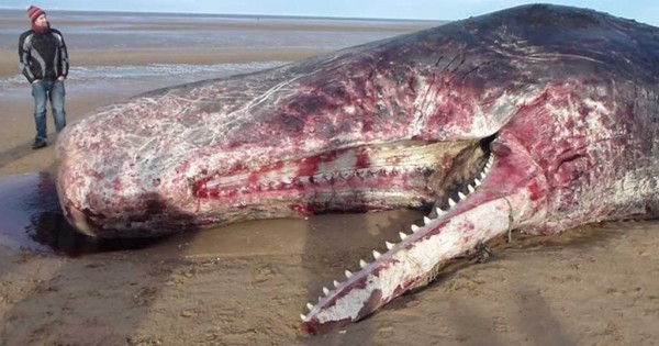 Μια γκρι φάλαινα, πεθαίνοντας μας άφησε ένα μήνυμα – «γραμμένο» στο στομάχι της από… πλαστικό. (Βίντεο)