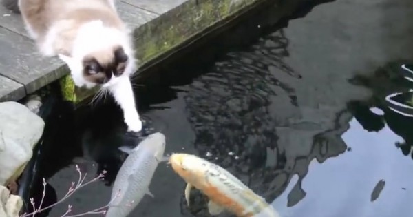 Ο γάτος αυτός δίνει φιλάκια σε… ψάρια! (Βίντεο)