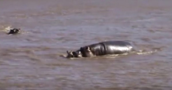 Αβοήθητο μωρό ζέβρα κινδυνεύει να πνιγεί στο ποτάμι. Δείτε την απίστευτη αντίδραση του Ιπποπόταμου! (Βίντεο)