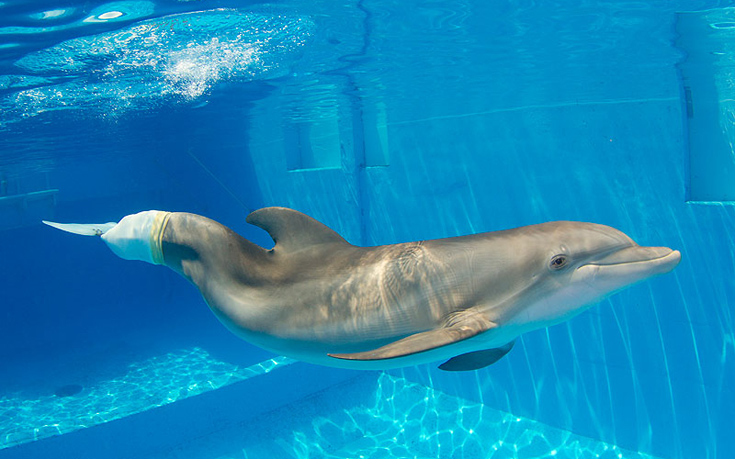 δελφίνι 