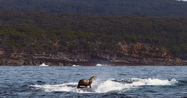 Φώκια… σέρφερ στην πλάτη φάλαινας! (Εικόνες)