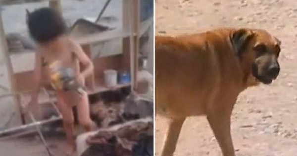 Σκυλί θήλαζε γυμνό 2χρονο αγοράκι που είχε εγκαταλείψει η μητέρα του δίπλα από τα σκουπίδια!