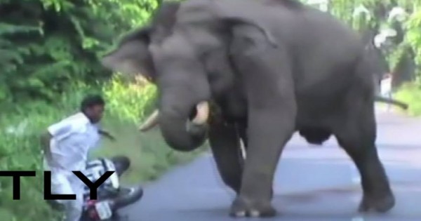 Ελέφαντας εκτός ελέγχου κυνηγά μοτοσυκλετιστή σε δρόμο (vid)