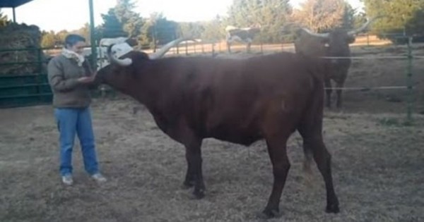 Τι κάνουν οι αγελάδες όταν δεν τις βλέπεις (Video)