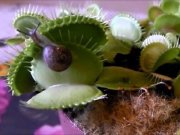 Αυτό το σαλιγκάρι έκανε το λάθος να ολισθήσει πάνω σε ένα πεινασμένο φυτό! (Βίντεο)