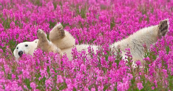 Απαθανατίζει δύο πολικές αρκούδες να παίζουν σε ανθισμένο λιβάδι! (Εικόνες)