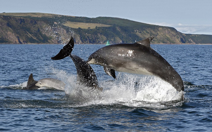 δελφίνια 
