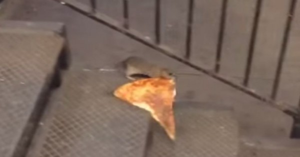 Αρουραίος δίνει μάχη για ένα κομμάτι πίτσα (Βίντεο)