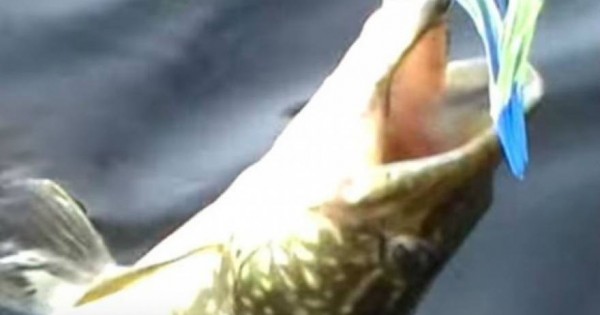 H επική μάχη ενός ψαρά με μια χελώνα για ένα…ψάρι! (βίντεο)
