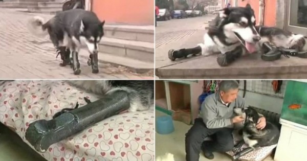 Σκύλος Μαχητής: -Του έκοψαν όλα τα πόδια αλλά κατάφερε να περπατήσει ξανά (βίντεο)