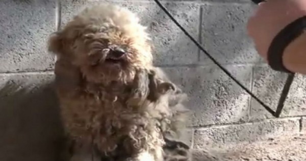 Διέσωσαν ένα τρομοκρατημένο σκυλάκι και το μεταμόρφωσαν! Πρέπει να το δείτε πως έγινε! (Βίντεο)