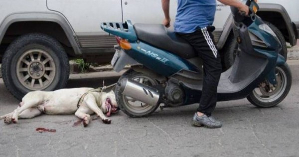 Σοκ στην Ηλεία: Έσερνε με μοτοσικλέτα έναν σκύλο