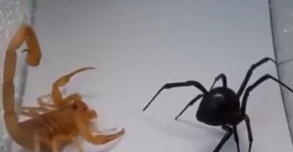 Αυτό συμβαίνει όταν μια μαύρη αράχνη συναντά έναν σκορπιό. Η απόλυτη μάχη. (Βίντεο)