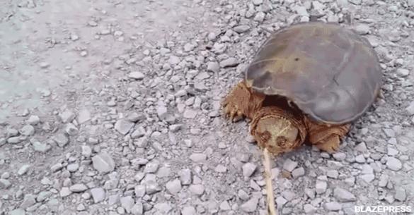 Μετά από αυτό το βίντεο δεν θα ξανά πειράξετε τις χελώνες. Αυτός ο τύπος δείτε τι έπαθε…(Βίντεο)