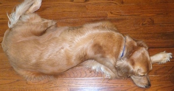 Το άγνωστο σκυλί θέλει να κοιμάται στο σπίτι της για έναν πολύ αστείο λόγο! (Εικόνες)