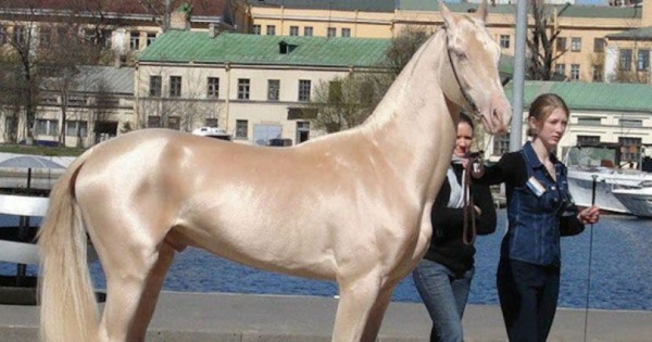 10 σπάνια και όμορφα άλογα που δεν ξανά έχετε δει ποτέ στην ζωή σας!