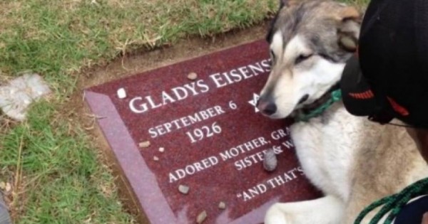 Έχει προκαλέσει συγκίνηση στο διαδίκτυο – Σκύλος σπαράζει στον τάφο του αφεντικού του [βίντεο]