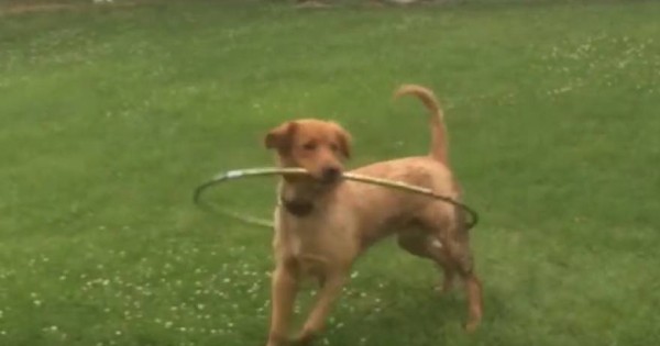 Σκύλος προσπαθεί να μάθει…χούλα χουπ (βίντεο)