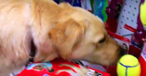 Διέσωσαν αυτόν τον παραμελημένο σκύλο. Η αντίδρασή του όταν διαλέγει το πρώτο του παιχνίδι είναι ανεκτίμητη! (Βίντεο)