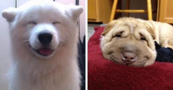 Τα πιο χαρούμενα σκυλιά με τα καλύτερα χαμόγελα! (25pics)