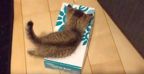 Τo μικροσκοπικό γατάκι προσπαθεί να κρυφτεί σε ένα κουτί Kleenex όταν συναντάει μέσα μία ακόμα πιο γλυκιά έκπληξη! (Βίντεο)