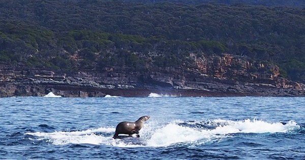 Φώκια… σερφάρει πάνω σε φάλαινα! (Εικόνες)