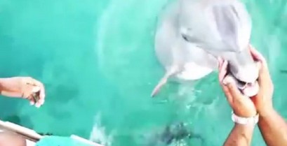 Ένα δελφίνι της επέστρεψε το κινητό που είχε πέσει στη θάλασσα (Βίντεο)