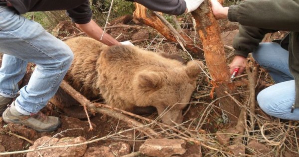 Σώθηκε αρκούδα που είχε παγιδευτεί σε θηλιά