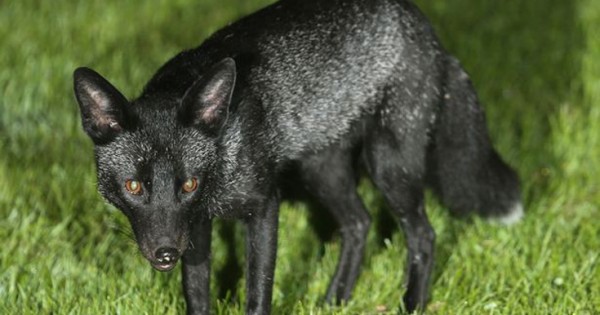 Ενθουσιασμός για τον εντοπισμό μαύρης αλεπούς
