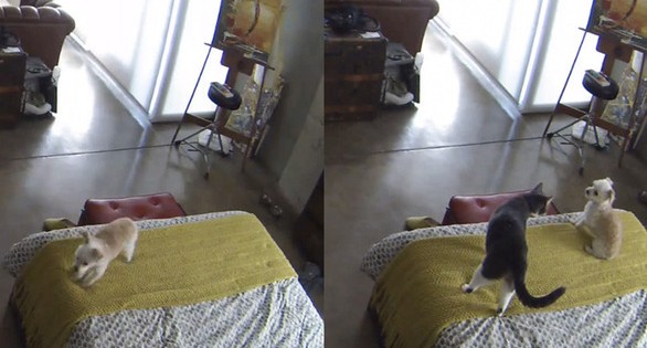 Mια γάτα και ένας σκύλος μένουν μόνοι στο σπίτι – Ποιος θα κερδίσει; (Βίντεο)