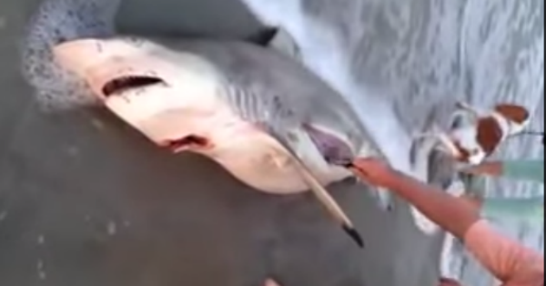 Όταν βρήκαν αυτό το νεκρό καρχαρία κάτι δεν τους άρεσε… Όταν άνοιξαν την κοιλιά του, μείνανε άφωνοι…
