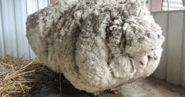 Πρόβατο με μαλλί για ρεκόρ! (Εικόνες)