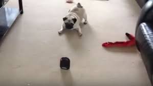 Σκύλοι εναντίον..μόνο αυτά ξέρουν ποιος είναι ο εχθρός!! (βίντεο)