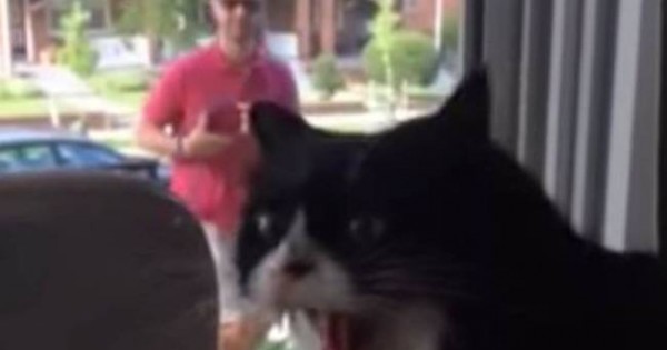 Γάτα ουρλιάζει… αηδιασμένη όταν φέρνουν σπίτι έναν σκύλο! (video)