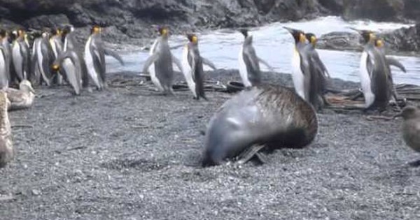 Θαλάσσιοι ελέφαντες βιάζουν πιγκουίνους στην Ανταρκτική! (Βίντεο)