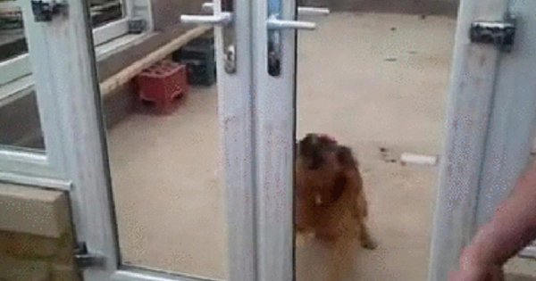 Ποτέ πριν μια μπαλκονόπορτα δεν είχε μπερδέψει τόσο έναν σκύλο! (video)