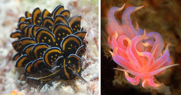20 θαλάσσια πλάσματα που αποδεικνύουν ότι η φύση έχει ταλέντο με τα χρώματα (Εικόνες)