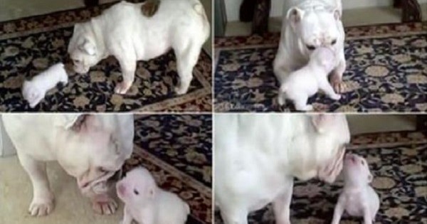 Αυτό το μωρό bulldog δεν θέλει να πάει για μπάνιο και δείτε πως απολογείται στην μαμά! (Βίντεο)