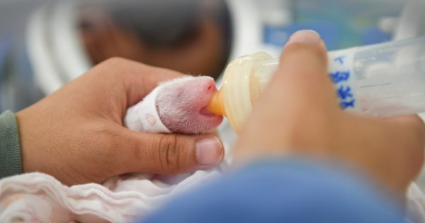 Με την πρώτη ματιά μοιάζει με ένα νεογέννητο κουταβάκι, αλλά όταν κοιτάξαμε πιο προσεκτικά…(Εικόνες)