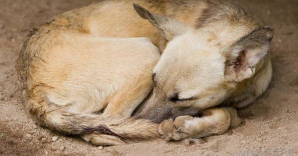 Αν αναρωτιέστε γιατί τα σκυλιά κάνουν κύκλους προτού ξαπλώσουν, ορίστε η απάντηση