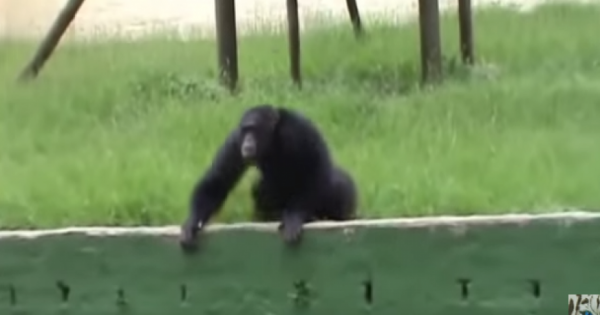 Το είδαμε και αυτό: Χιμπατζής καπνίζει σαν άνθρωπος…(βίντεο)
