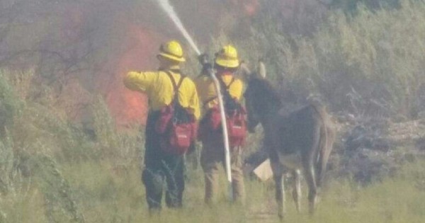 Πυροσβέστες έσωσαν γάιδαρο από πυρκαγιά και εκείνος μετά δεν έφευγε από το πλευρό τους!
