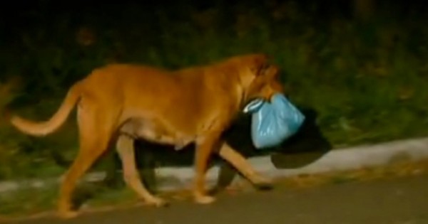 Όχι, αυτός ο σκύλος δεν βρήκε αυτή τη σακούλα στα σκουπίδια. Κάνει κάτι που δεν μπορείτε να φανταστείτε (Εικόνες)