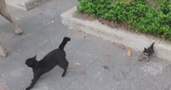 Γιγάντιος σκύλος επιτίθεται σε μικρό γατάκι. Δείτε την αντίδραση της μαμάς του! (Βίντεο)