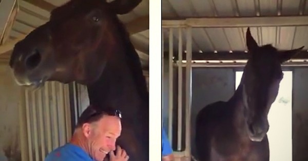 Ο άνδρας τρίβει τον λαιμό του γιγάντιου αλόγου. Κοιτάξτε τώρα την αντίδραση του ζώου! (Βίντεο)