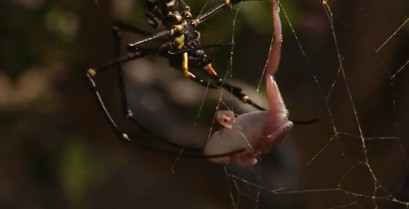 Αράχνη εναντίον δηλητηριώδους βατράχου (Βίντεο)
